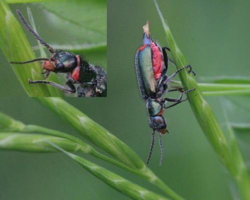 Malachius bipustulatus