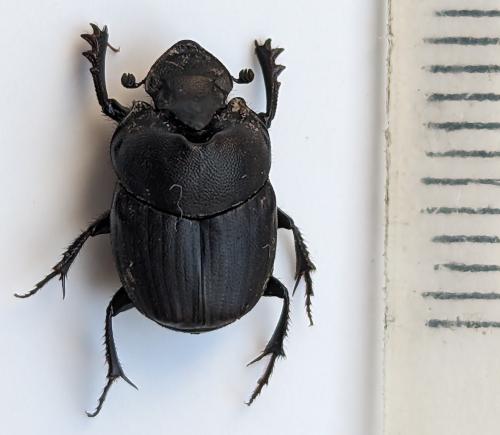 Onthophagus verticicornis