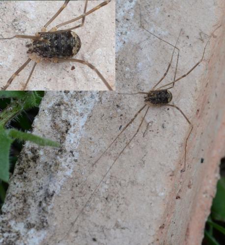 Nelima sp.