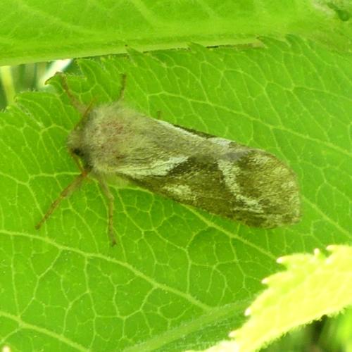 Pharmacis lupulina