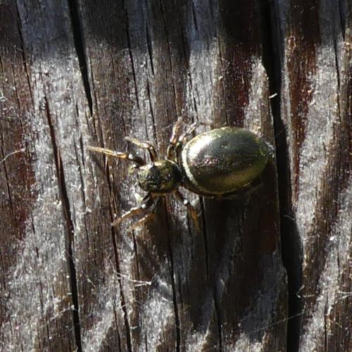 Réf. 323 349 : Heliophanus auratus