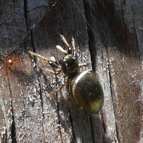Réf. 323 348 : Heliophanus auratus