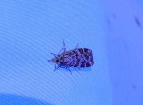 Réf. 323 424 : Scoparia sp.