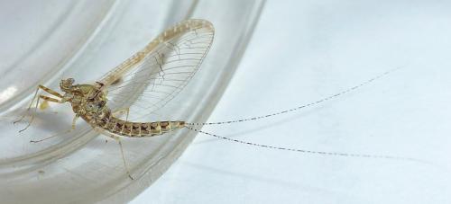 Cloeon dipterum