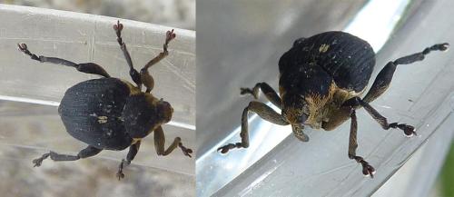 Réf. 323 289 : Mononychus punctumalbum