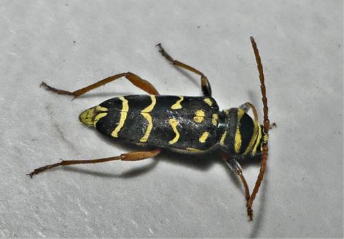 Réf. 323 052 : Plagionotus arcuatus
