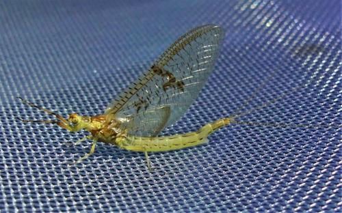 Ephemera glaucops