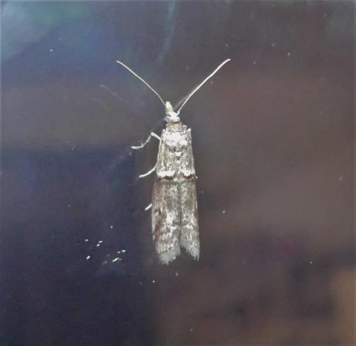 Réf. 323 496 : Acrobasis obliqua