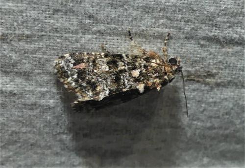 Callopistria latreillei