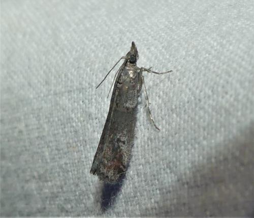 Réf. 323 878 : Acrobasis obliqua
