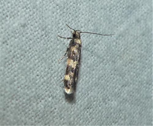 Oegoconia sp.