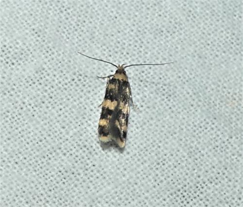 Oegoconia sp.