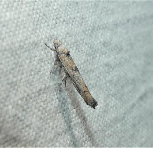 Zelleria oleastrella