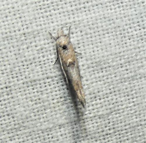 Zelleria oleastrella