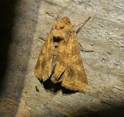 Réf. 323 750 : Conisania luteago