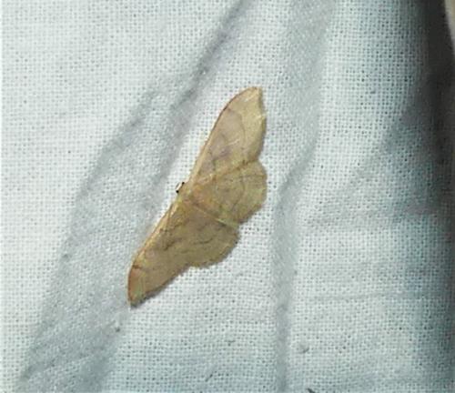 Idaea sp.