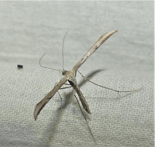 Emmelina monodactyla