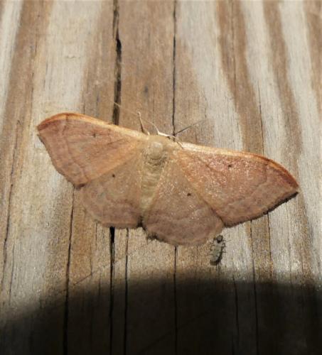 Réf. 323 879 : Idaea degeneraria