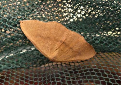 Cyclophora puppillaria