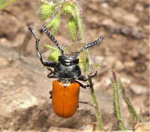 Réf. 323 325 : Labidostomis taxicornis
