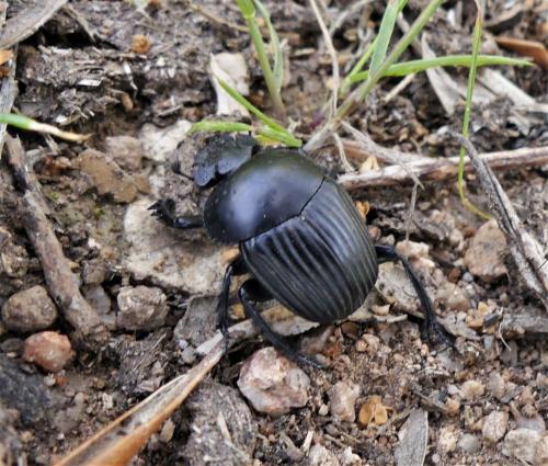 Réf. 323 398 : Scarabaeus laticollis