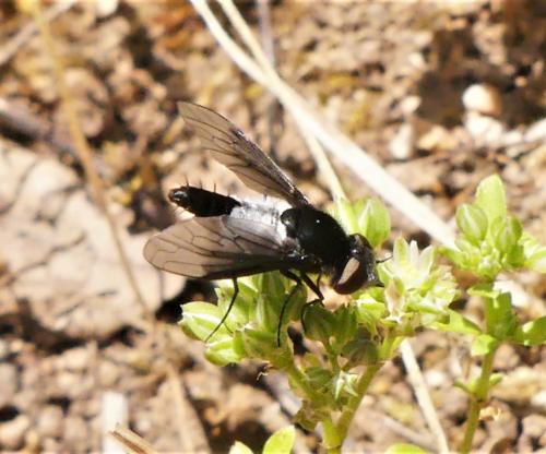 Chalcochiton holosericea