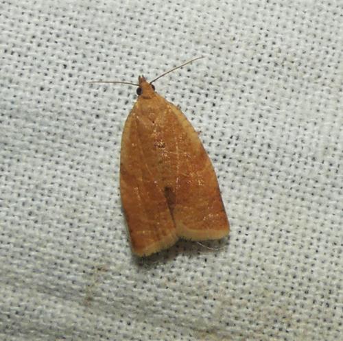 Clepsis consimilana