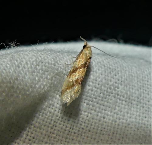 Réf. 323 995 : Aethes sp.