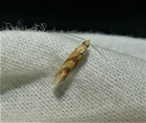 Réf. 323 996 : Aethes sp.