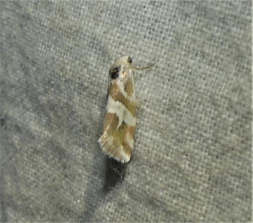 Eublemma elychrysi