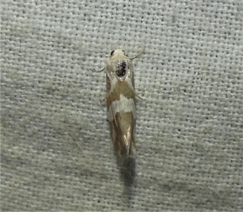 Eublemma elychrysi
