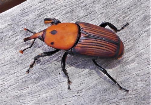 Rhynchophorus ferrugineus