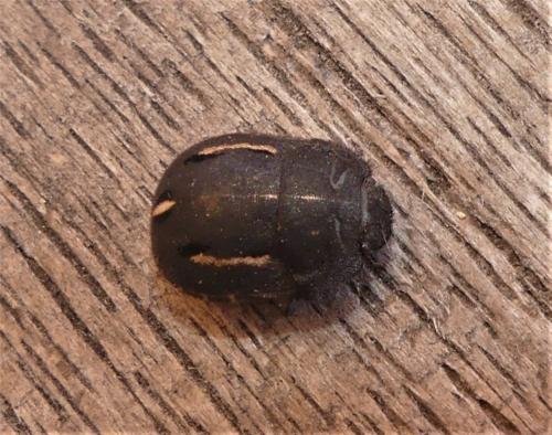 Odontoscelis fuliginosa
