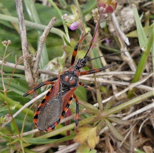 Réf. 323 755 : Rhynocoris sp.