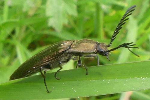 Réf. 323 222 : Ctenicera sp.
