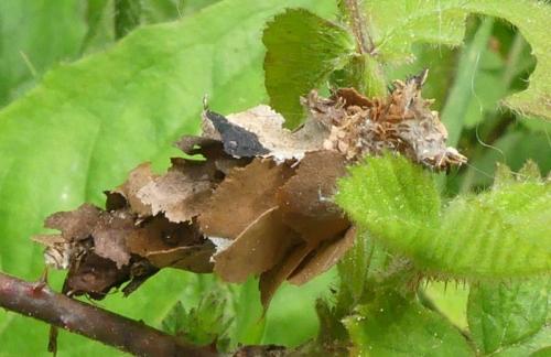 Réf. 323 302 : Canephora hirsuta