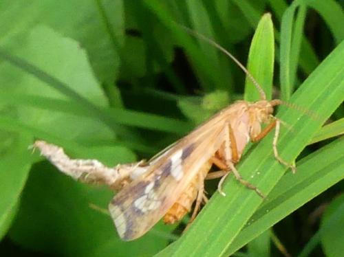 Limnephilus lunatus