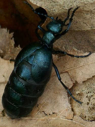 Réf. 323 787 : Meloe violaceus