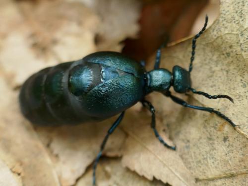 Réf. 323 788 : Meloe violaceus