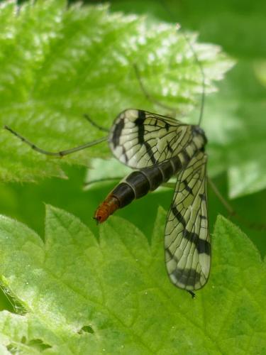 Panorpa sp.