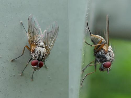 Helina impuncta