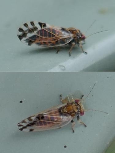 Cacopsylla pulchella