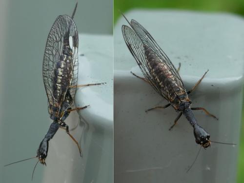 Phaeostigma notatum