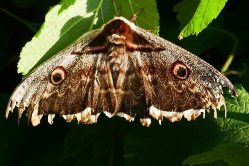 Réf. 323 918 : Saturnia pyri