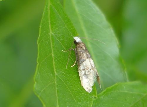 Trichophaga tapetzella