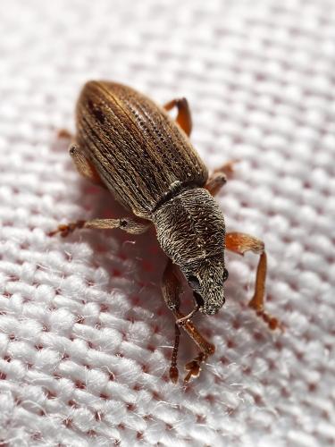 Réf. 323 300 : Polydrusus marginatus