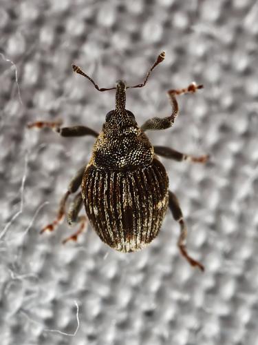 Réf. 323 421 : Nedyus quadrimaculatus