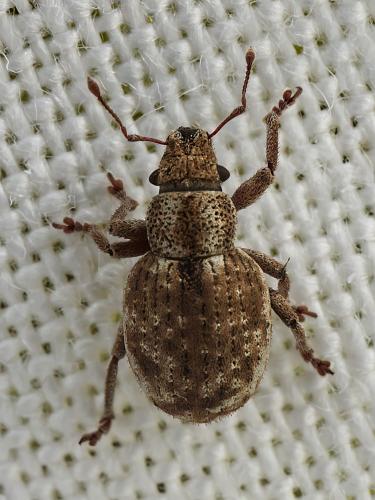 Réf. 323 428 : Strophosoma capitatum
