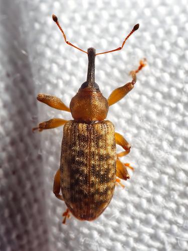 Réf. 323 355 : Dorytomus sp.