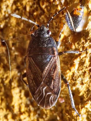 Réf. 323 551 : Trapezonotus arenarius